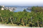 Oenotourisme en saumurois