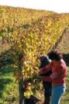 Vins AOVC Duras