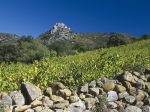 Appellation Fiitou