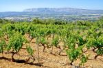 Cotes de provence Chateau Grand Boise : les vignes du domaine