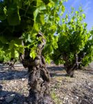 Les vignes de Vacqueyras