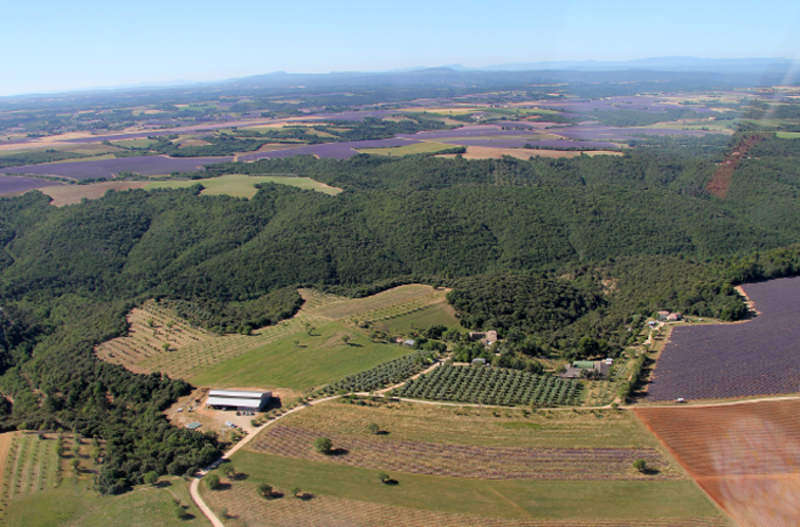  Bonaventure huile olive