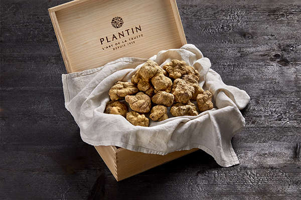plantin truffe blanche