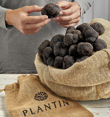plantin truffe sac