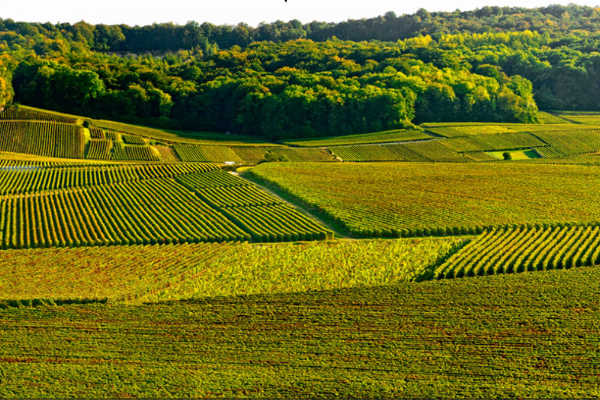 Mailly rose fete meres 2