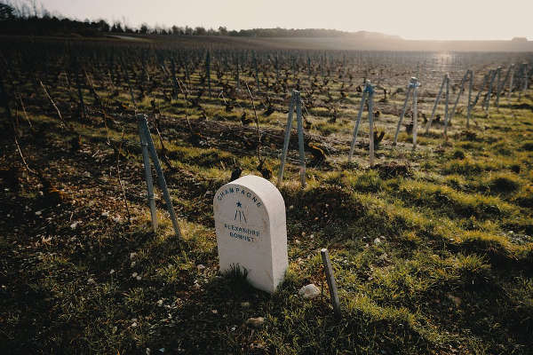 alexandre bonnet champagne vigne