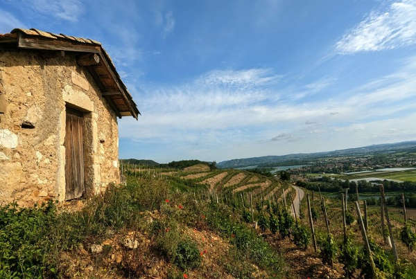courbis vins vignes
