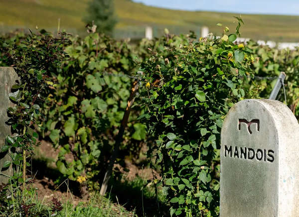 mandois champagne 3
