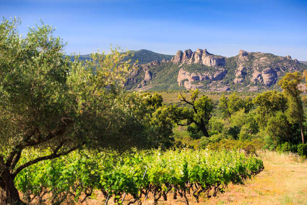 rouet chateau vignes
