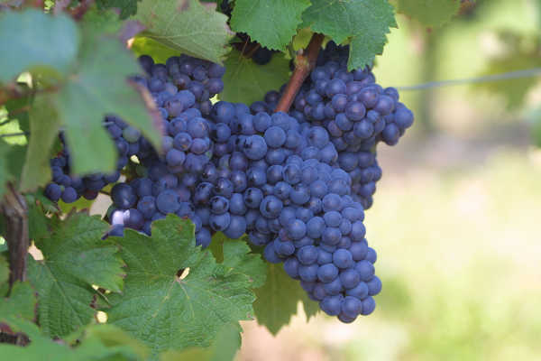 Coteaux du Vendômois version rouge 1