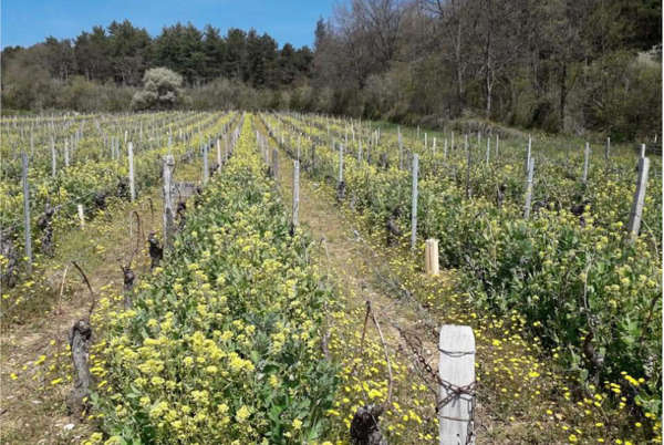 vignerons terres secretes vignes