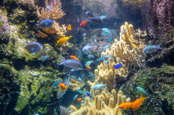 aquarium paris poissons