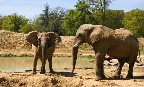 Journée VIP au Parc de Thoiry avec Savane Les éléphants