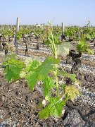 Hautes Terres 2009 de Fourcas Dupré 