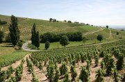 Oenotourisme  en Beaujolais