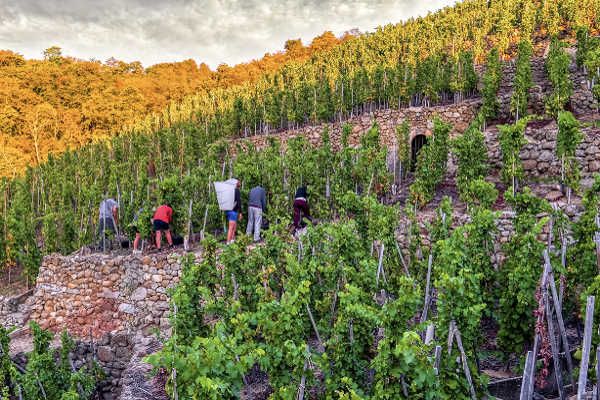 Condrieu Domaine Christophe Pichon 2