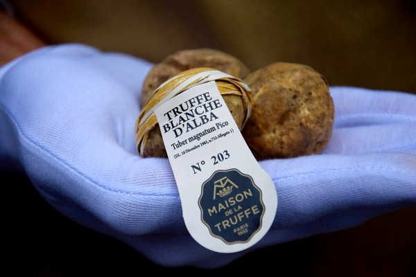 Truffe Blanche d’Alba