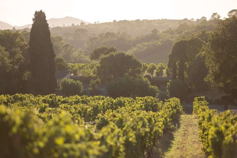 vins blancs de la Méditerranée